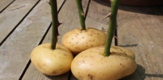 She sticks a rose stalk into a potato and look what happens a week later! Amazing!