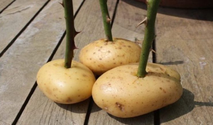 She sticks a rose stalk into a potato and look what happens a week later! Amazing!