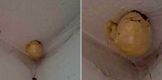 Vrouw komt thuis en vindt bizar “ei” hangend aan het plafond van haar kamer
