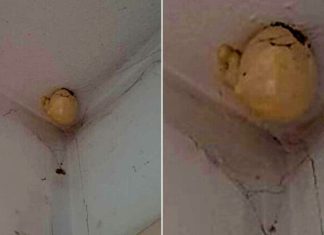 Vrouw komt thuis en vindt bizar “ei” hangend aan het plafond van haar kamer