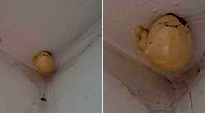 Vrouw komt thuis en vindt bizar “ei” hangend aan het plafond van haar kamer