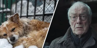 한 남자가 얼어 죽기 직전의 개를 발견했는데, 배 속에 숨어 있던 것은 믿을 수 없을 정도로 놀라웠습니다!