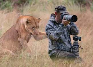 사자가 사진 작가에게 도움을 요청했습니다. 그 이유를 알아보세요