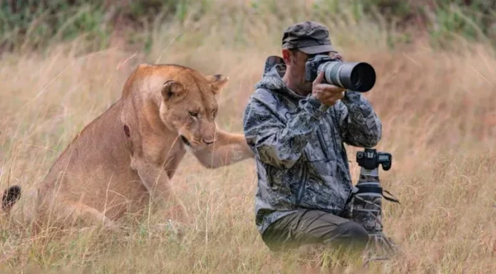사자가 사진 작가에게 도움을 요청했습니다. 그 이유를 알아보세요